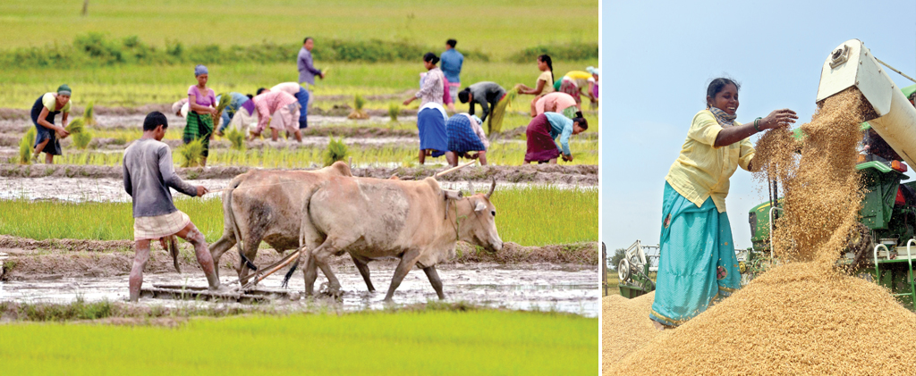 Record paddy production in Telangana